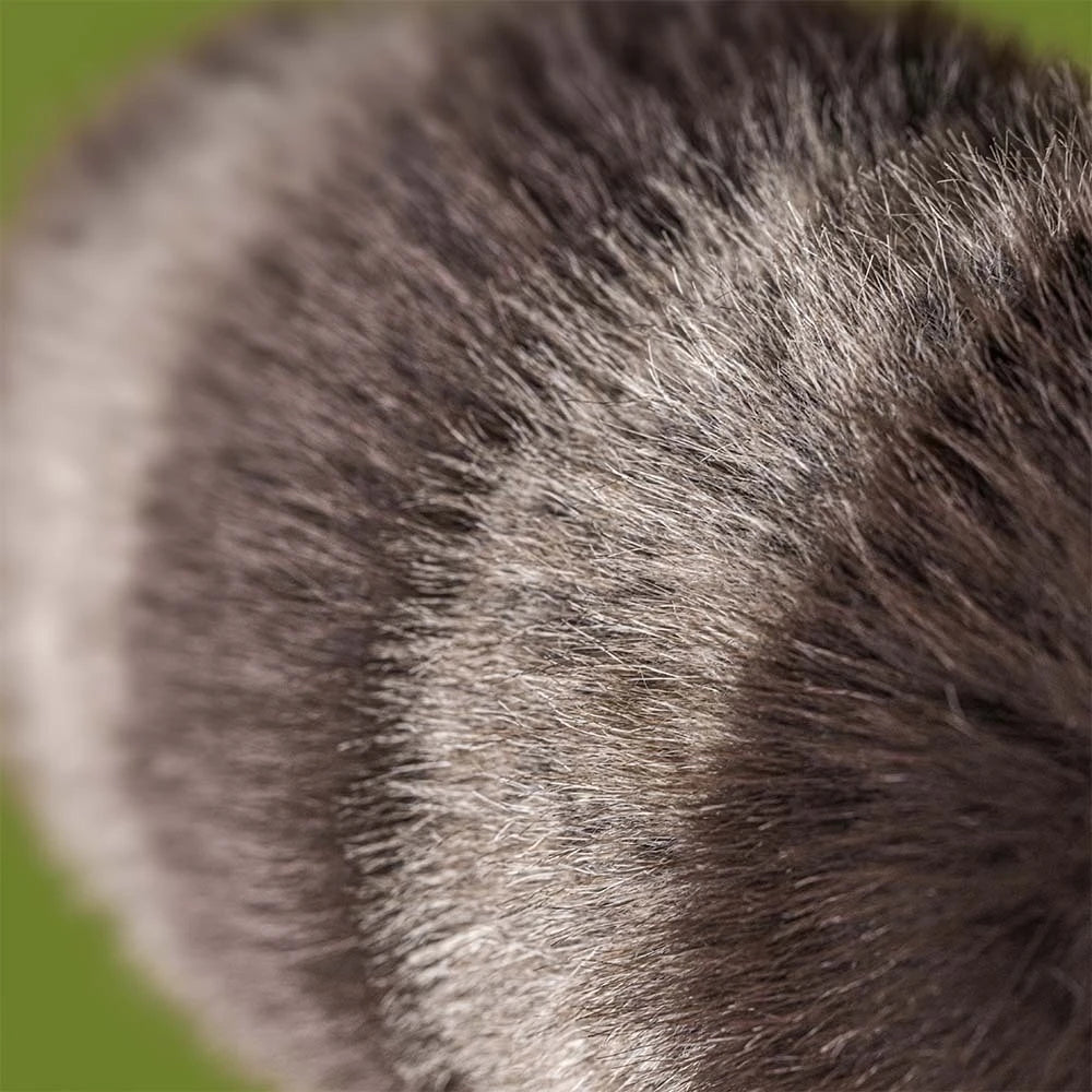 trixiwoo raccoon